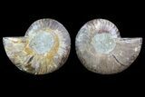 Cut & Polished Ammonite Fossil - Agatized #82277-1
